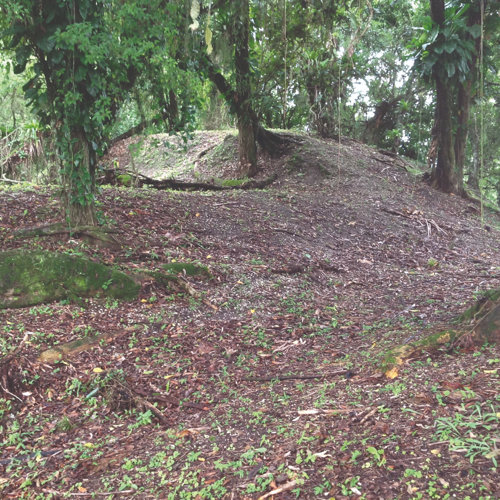 Foto do terreno e de árvores no Sambaqui Ilha dos Espinheiros II, localizado em Joinville.
