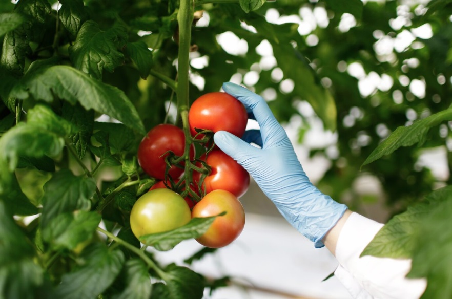 Imagem de duas mãos com luvas de laboratório analisando um pé de tomates