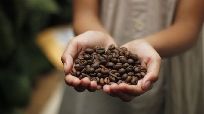 Fotos de mãos de uma pessoa branca segurando grãos de café