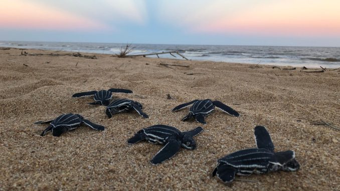 Foto de seis filhotes de tartaruga-de-couro em areia da praia, com o mar e o céu ao fundo