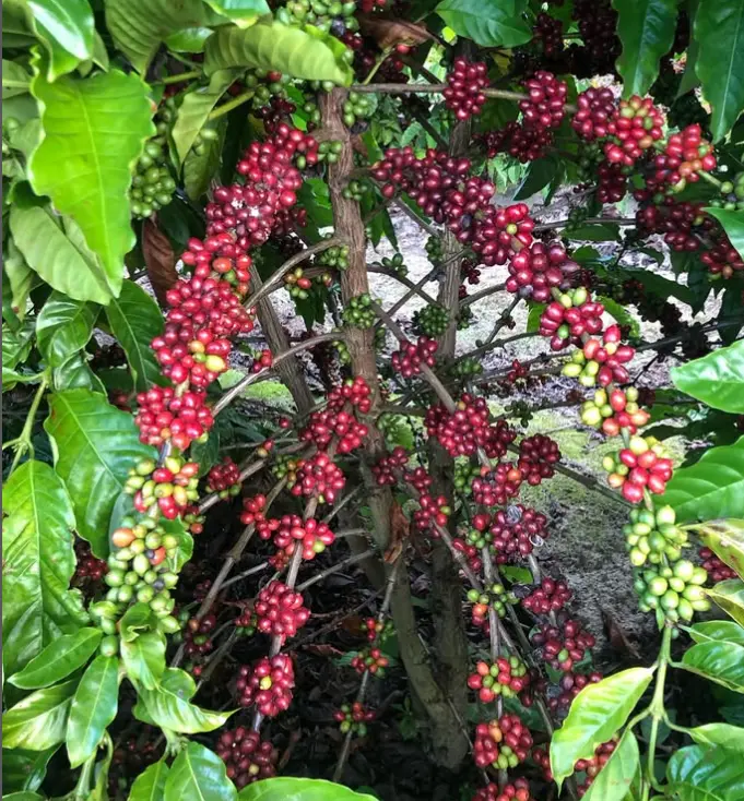 Imagem de pé de café