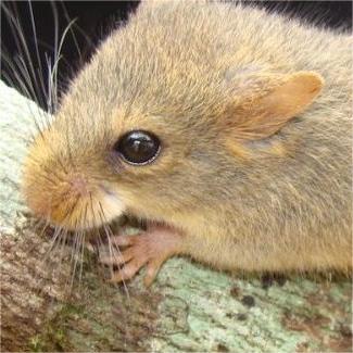 Foto do roedor Juliomys pictipes em cima do tronco de uma árvore