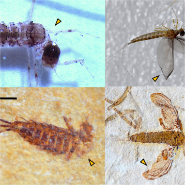 Fotos de insetos aquáticos utilizados na pesquisa