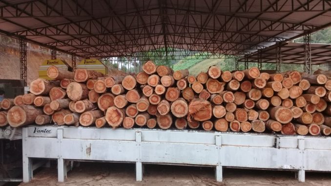 Foto de toras de madeira de eucalipto empilhadas em galpão