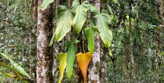 Philodendron luanae