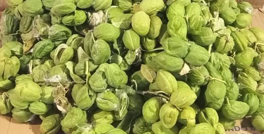 Fruto da flor-de-seda, de onde é retirada a fibra que compõe o filtro
