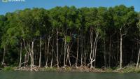 Foto de um manguezal às margens do rio Amazonas