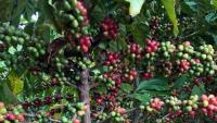 Imagem de um pé de café