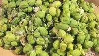 Fruto da flor-de-seda, de onde é retirada a fibra que compõe o filtro