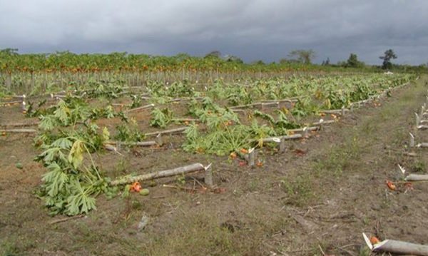 Foto de uma área onde foi feito o corte de uma áreas onde foi feito o corte de plantas contaminadas