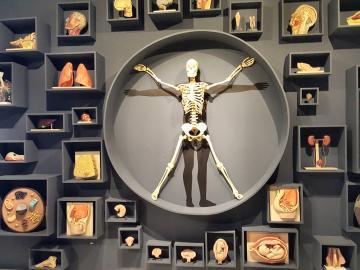 Foto de uma parece do Museu de Ciências da Vida onde aparecem um esqueleto e órgãos do corpo humano