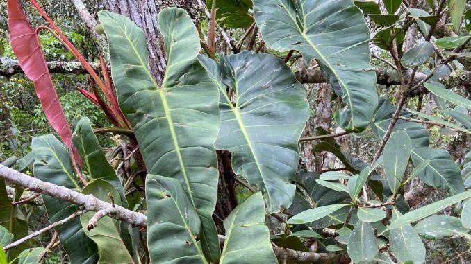 Foto da planta Philodendron quartziticola na natureza