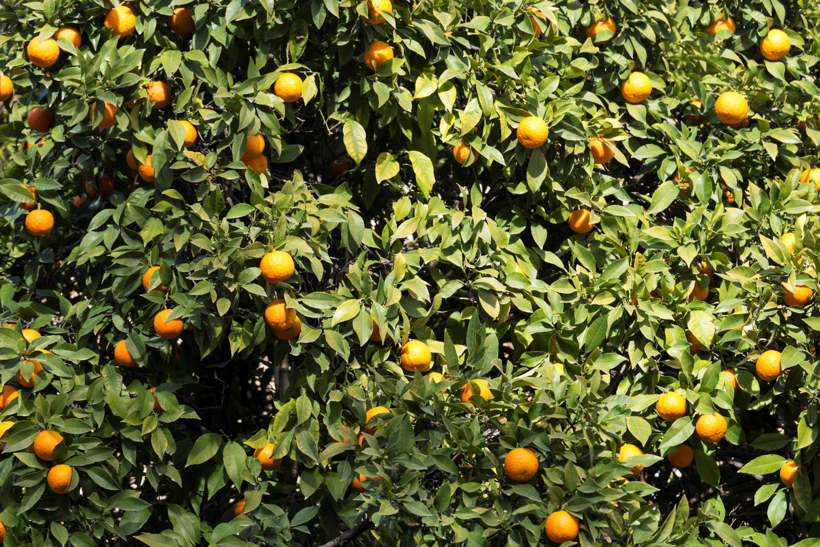 Imagem de um pé de laranja