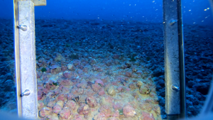 Imagem subaquática mostrando extenso fundo de rodolitos na Área de Proteção Ambiental Costa das Algas, no Espírito Santo