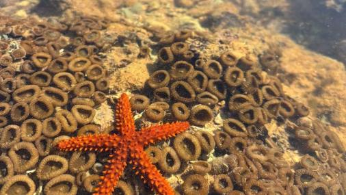 Foto de uma estrela do mar na superfície de um recife