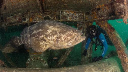 Foto de um peixe mero no fundo do mar, ao lado de um mergulhador