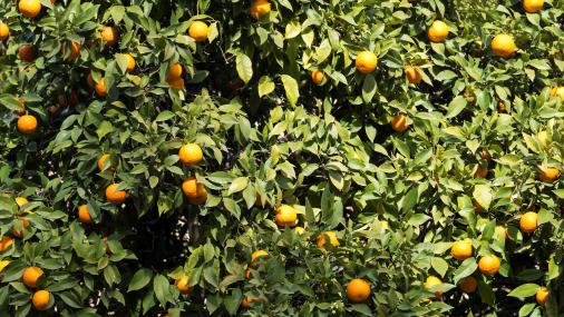 Imagem de um pé de laranja